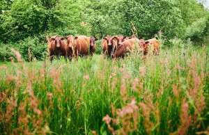 There is at least one acre of land per cow at this farm that uses regenerative p...