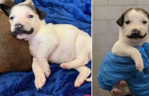 This Shelter Puppy Was Born With The Cutest Handlebar Mustache